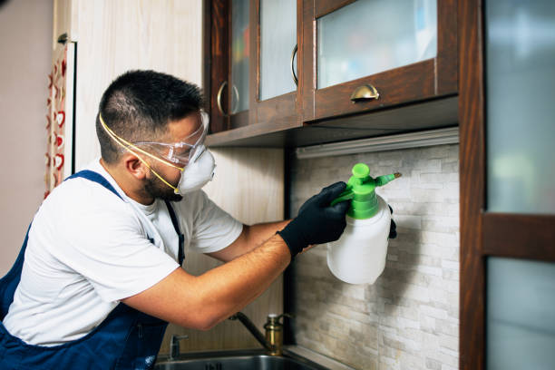Best Affordable Pest Control Services  in Royal Hawaiian Estates, HI