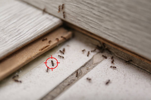 Pest Control Cost in Royal Hawaiian Estates, HI
